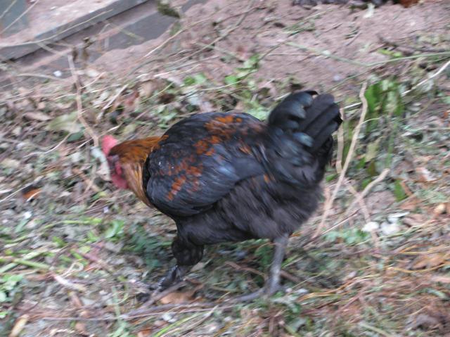 44847_just_chickens_008.jpg