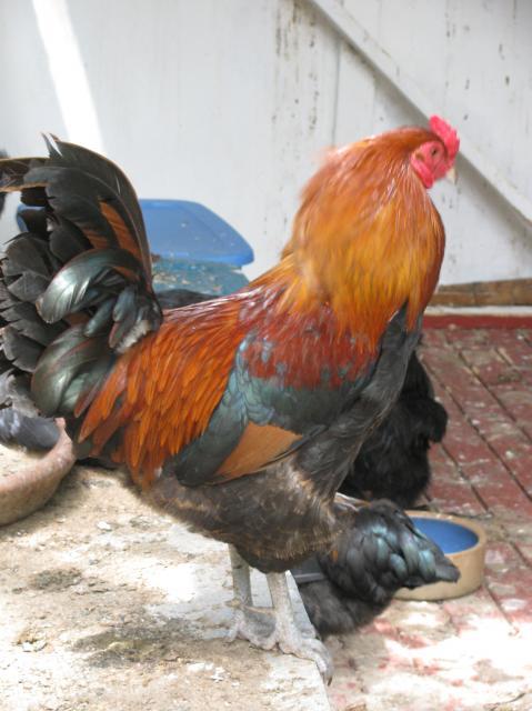 44847_just_chickens_010.jpg