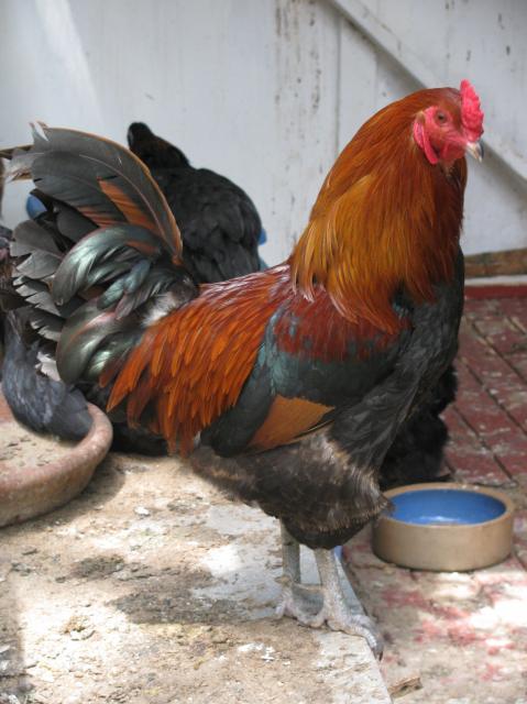 44847_just_chickens_011.jpg