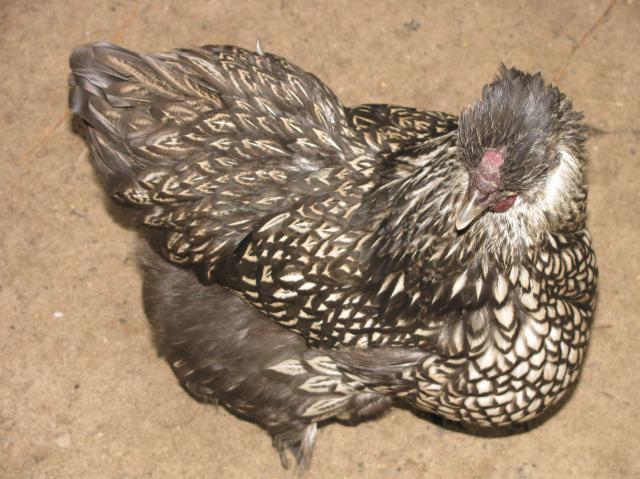 44847_magic_chickens_011.jpg