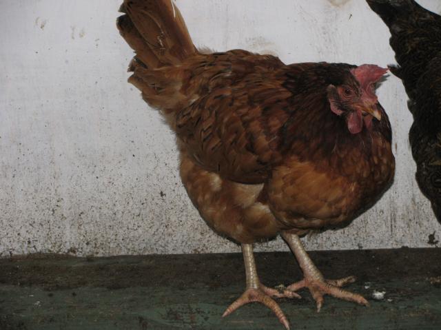 44847_magic_chickens_013.jpg