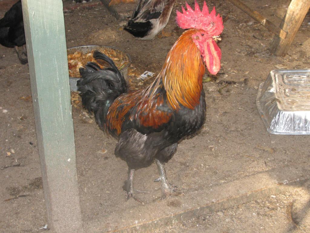 44847_nathan_and_rooster_056.jpg