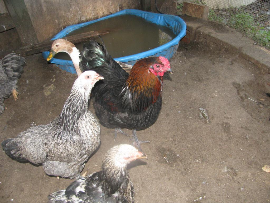 44847_rooster_055.jpg