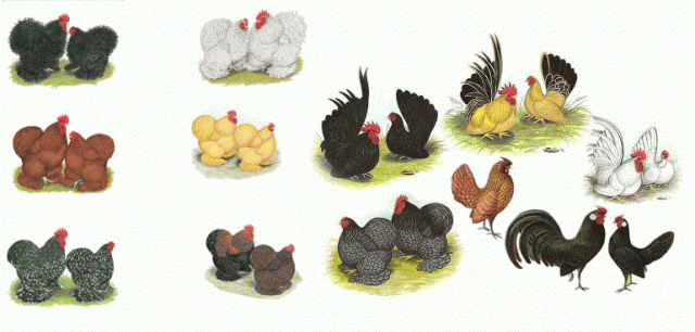 44883_assorted_chicks.png