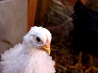 4489_chicks5weeksold_023.jpg