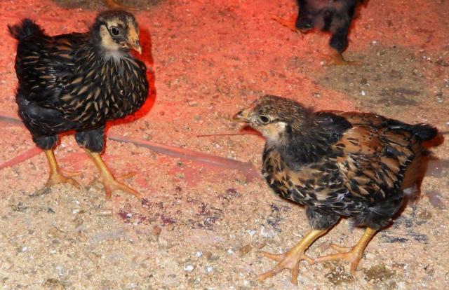 44904_bothhens.jpg