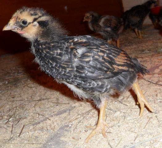 44904_feathersandwattles_24march2010.jpg