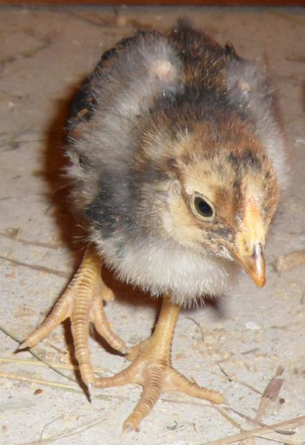 44904_few_feather_hen_24march2010.jpg