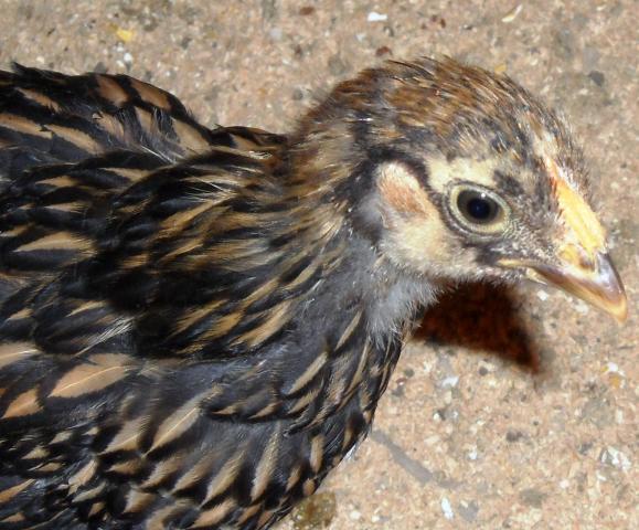 44904_hen.jpg