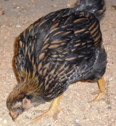 44904_hen_a.jpg