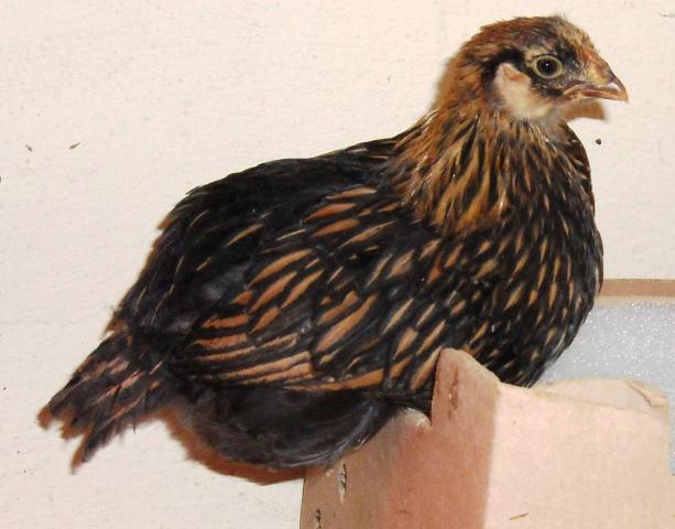 44904_hen_f.jpg