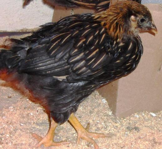 44904_hen_g.jpg