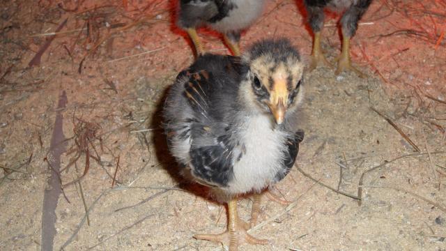 44904_hen_yellow_comb_questionable_24march2010.jpg