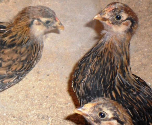 44904_hens_x_3.jpg