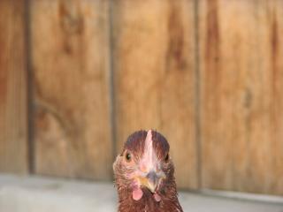 44933_agnus2.jpg