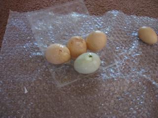 4493_eggs_busted.jpg