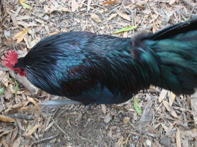 44962_dec_15_2010_chickens_and_dogs_075.jpg