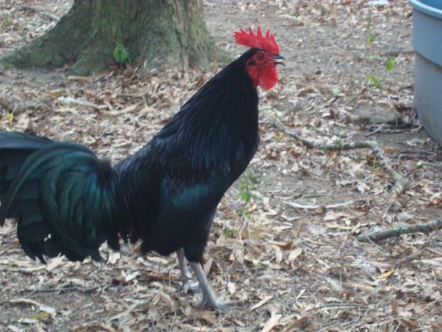 44962_dec_15_2010_chickens_and_dogs_080.jpg