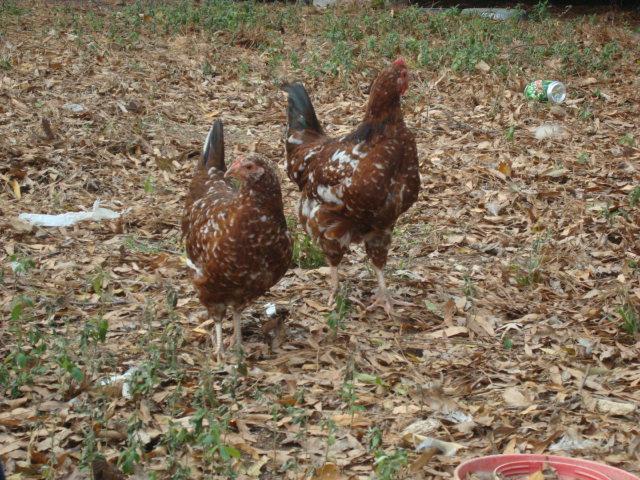 44962_dec_15_2010_chickens_and_dogs_086.jpg
