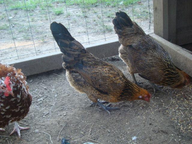 44962_dsc06644.jpg