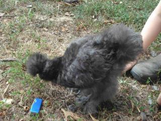 44982_bigger_darker_silkie_1.jpg