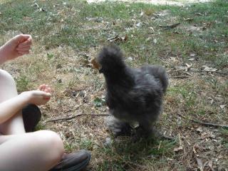 44982_bigger_darker_silkie_2.jpg