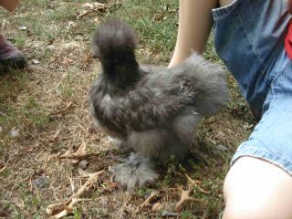 44982_bigger_light_silkie_1.jpg