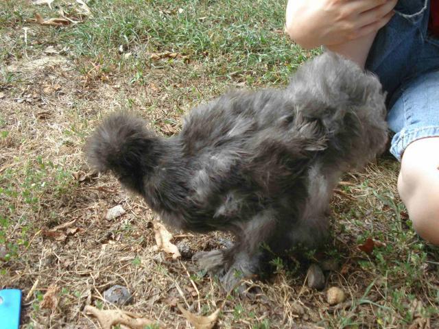 44982_smaller_darker_silkie_1_rainy.jpg