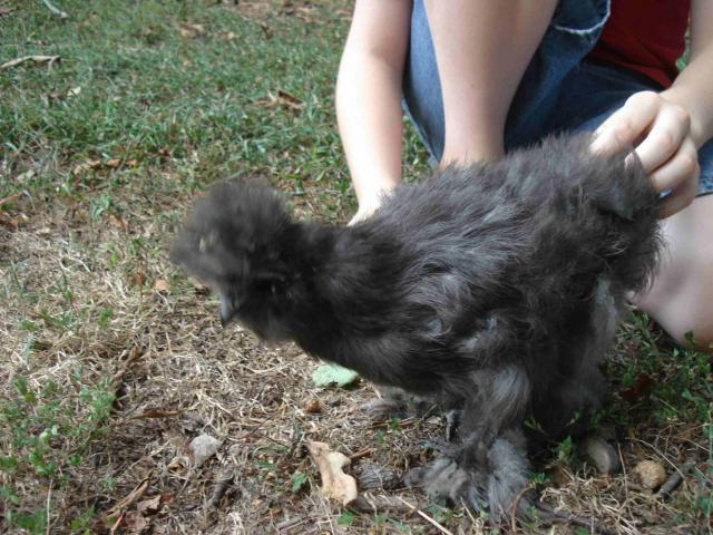 44982_smaller_darker_silkie_2_rainy.jpg