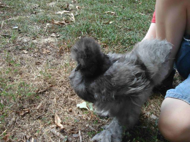 44982_smaller_light_silkie_1.jpg