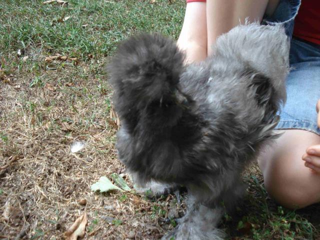 44982_smaller_light_silkie_2.jpg