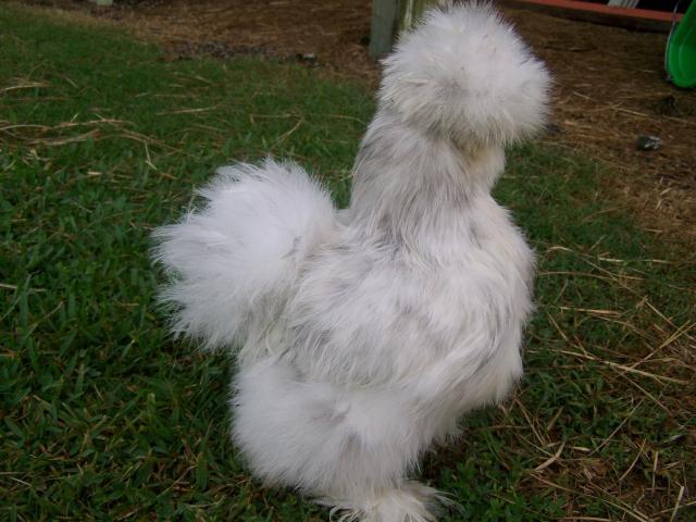 44999_010.jpg