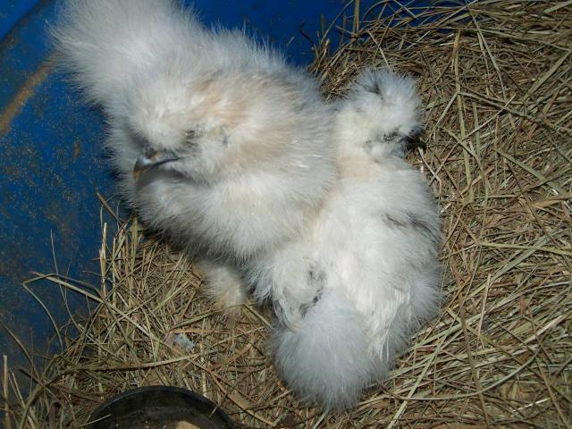 44999_45bu.jpg