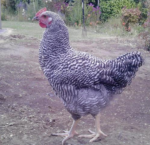 45001_derek.jpg