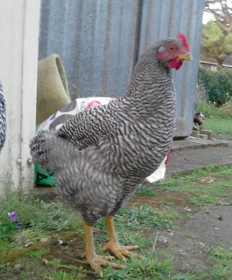 45001_dulcie.jpg