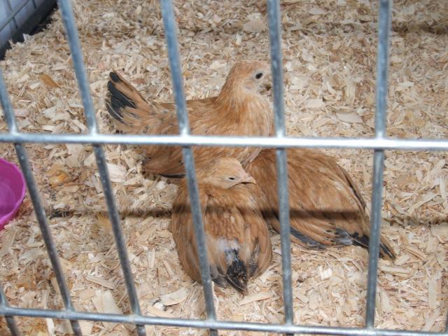 45012_dscf1479.jpg
