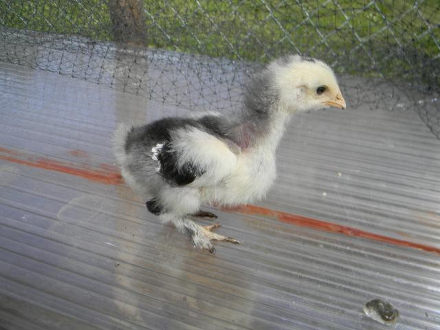 45019_chicks_027.jpg