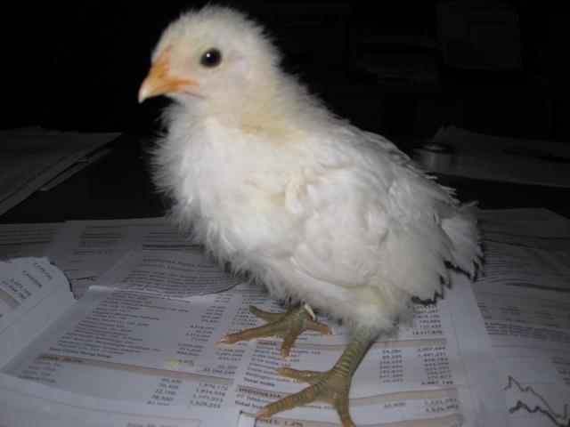 45028_chick_sweetheart_4weeks.jpg