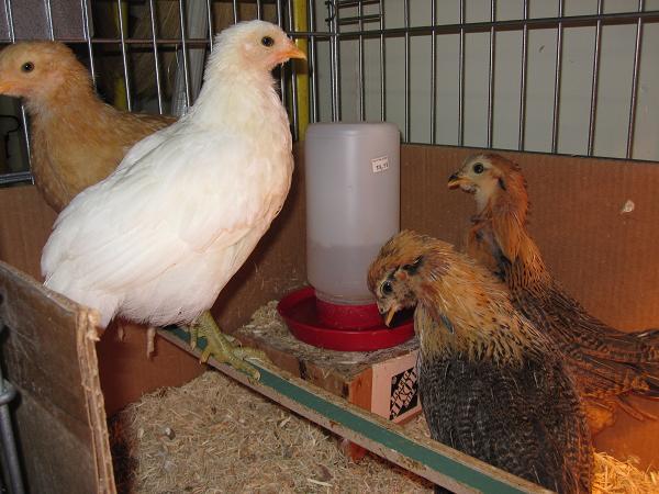 45028_pullets1.jpg