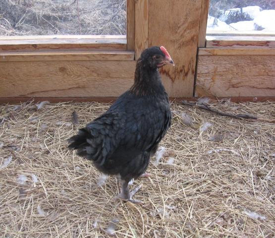 45084_bcmroo.jpg