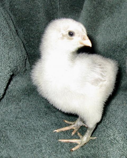45084_orphingtons2.jpg