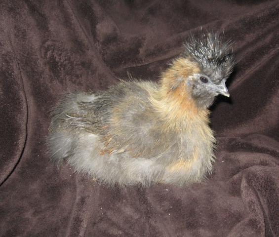 45084_silkie.jpg