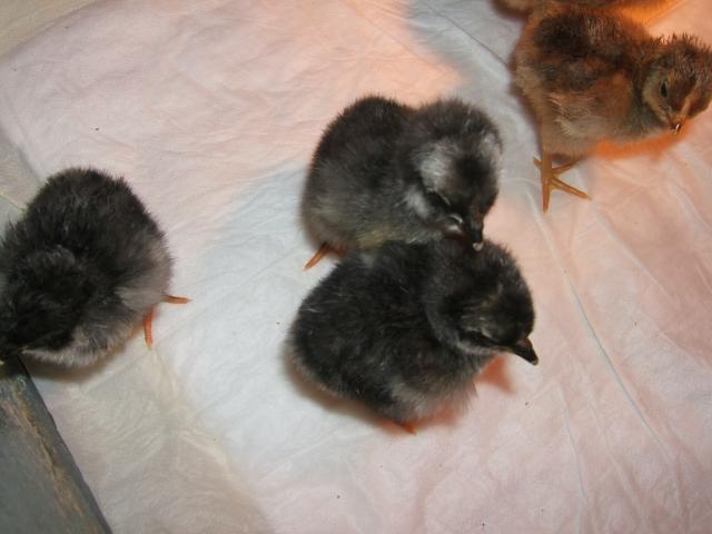 45090_twins.jpg