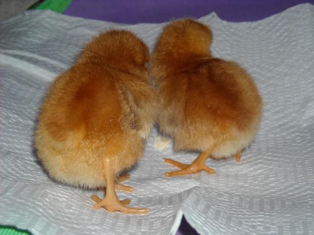 45157_new_chicks_008.jpg