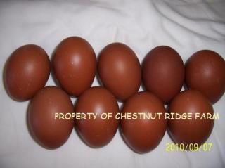 45171_bcmeggs005a.jpg