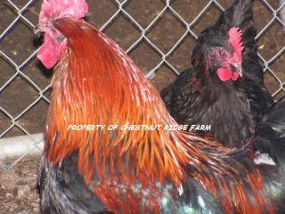 45171_black_copper_marans004a.jpg