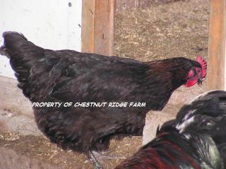45171_black_copper_marans005a.jpg