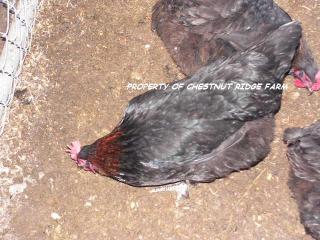 45171_black_copper_marans011a.jpg