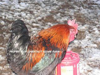 45171_black_copper_marans013a.jpg