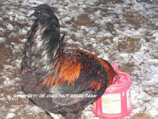 45171_black_copper_marans014a.jpg